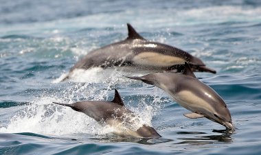 Okyanusların Korunması Konusunda Uzlaşma
