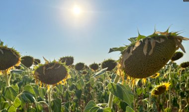 Trakya’da kuraklık çiftçileri, düşük süt ve et fiyatları hayvancıyı vuruyor