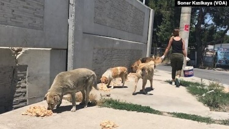 Sokak köpeklerinin sayısı nasıl kontrol altına alınacak?