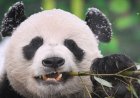 Çin ile ABD arasında yeniden “panda diplomasisi”