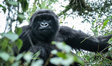 İnsanları neden kuyruğunun olmadığı sorusunun yanıtı bulundu