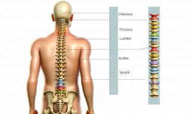 "Omurilik Bölgelerinin İşlevleri ve Yapısı: Sağlığımızın Hayati Parçası"