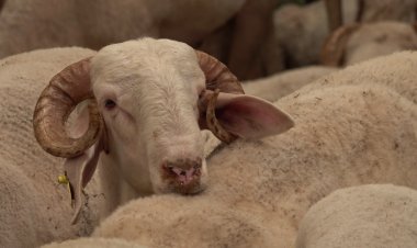 Kurban pazarında ne alıcı mutlu ne satıcı