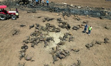 Diyarbakır ve Mardin’de yangın: En az 11 ölü, yüzlerce hayvan telef oldu