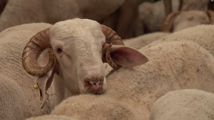 Kurban pazarında ne alıcı mutlu ne satıcı