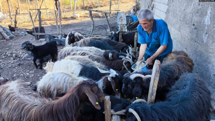 20 yılda yetiştirdiği sürüsünü yangında kaybetti: “Hayvanlar yoksa biz de yokuz”