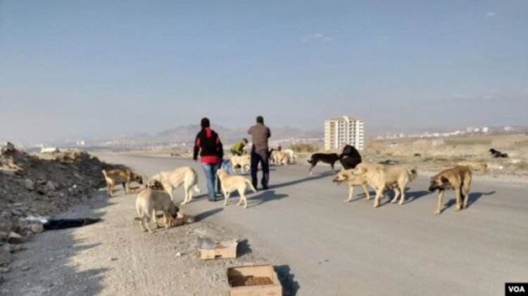 Yerel yönetimler ve sokak hayvanları: Marmara’da 50 belediyede barınak yok