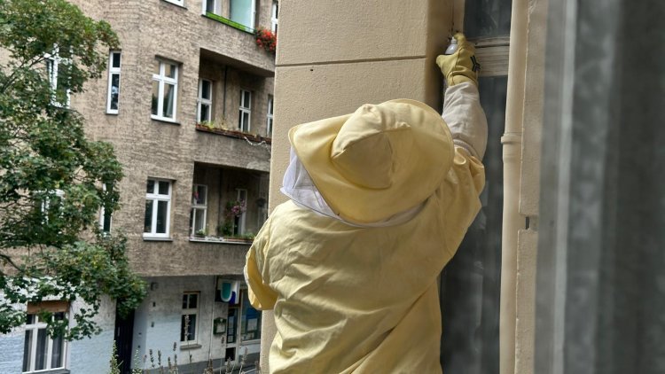 Yabani Arılarla Mücadele Yöntemleri