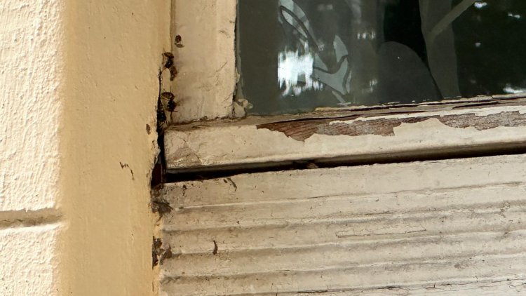 Yabani Arılarla Mücadele Yöntemleri