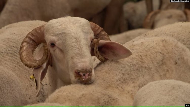 “Hayvan ithalatı yerine yerli üretim desteklenmeli”