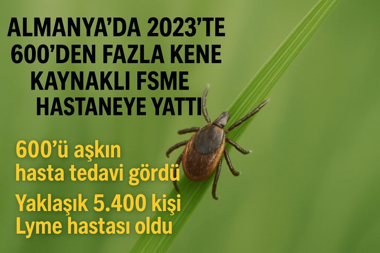 Almanya’da 2023’te 600’den Fazla Kene Kaynaklı FSME Vakası Hastaneye Yattı