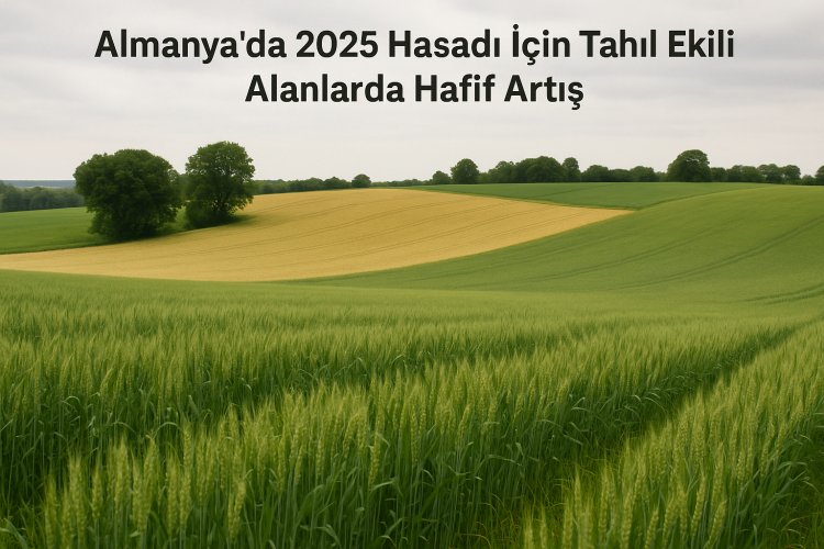Almanya’da 2025 Hasadı İçin Tahıl Ekili Alanlarda Hafif Artış