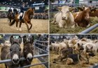 Grüne Woche 2026: Tierhalle in Halle 25 mit Pferdeschauen, Bundespolizei und Hippologica
