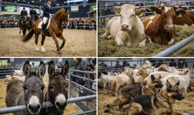 Grüne Woche 2026: Tierhalle in Halle 25 mit Pferdeschauen, Bundespolizei und Hippologica