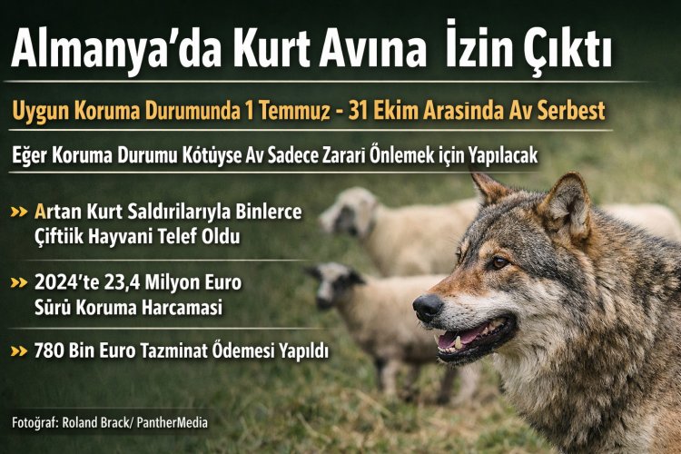 Almanya’da kurt avına yasal düzenleme
